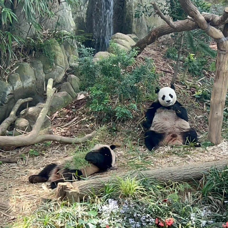 DJ KOOさんのインスタグラム写真 - (DJ KOOInstagram)「#家族旅行シンガポールの思い出写真   手のひらパンダさん シンガポール River Wonders  自然体のパンダさん可愛かったぁ  今回娘が「SNSで載せられるように」って沢山写真を撮ってくれました  続々ご紹介 DO DANCE！！   #シンガポール  #RiverWonders  #パンダ  #DJKOO」8月1日 17時44分 - dj_koo1019