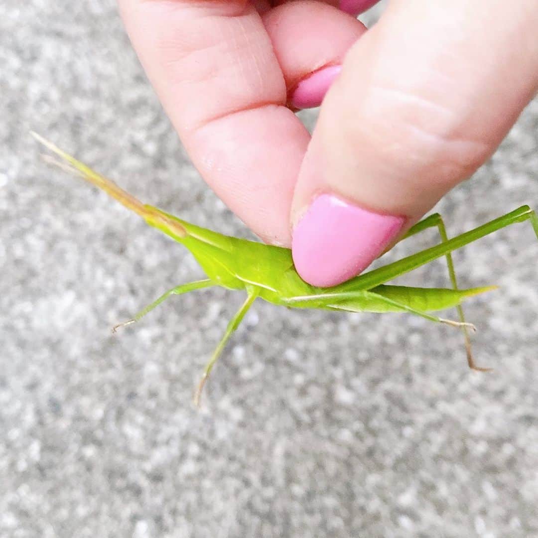 のインスタグラム：「. お庭のお客さま . . . #ショウリョウバッタ」