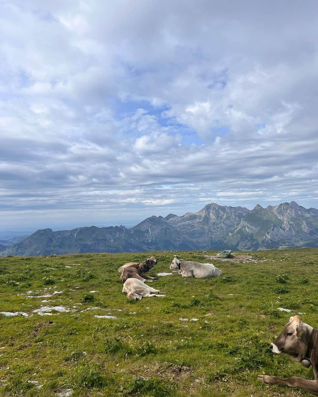 Maurice De Mauriac Zurichさんのインスタグラム写真 - (Maurice De Mauriac ZurichInstagram)「Happy Swiss National Day 🇨🇭🧀 Celebrating it with a hike to #chäserrugg to to highest of all #7 #churfürsten - it’s beautiful up here! Enjoy all your #1august   MauriceDeMauriac #MDM #Züri #zürifäscht #newwatch #launch #züridate #color #colors #tram #trams #colorofzurich #nationalday #swiss  #switzerland #switzerland🇨🇭 #hiking #hikinginswitzerland #swissalps #swissmade #swisswatch #swissnationalday #swissnature」8月1日 18時00分 - mauricedemauriac