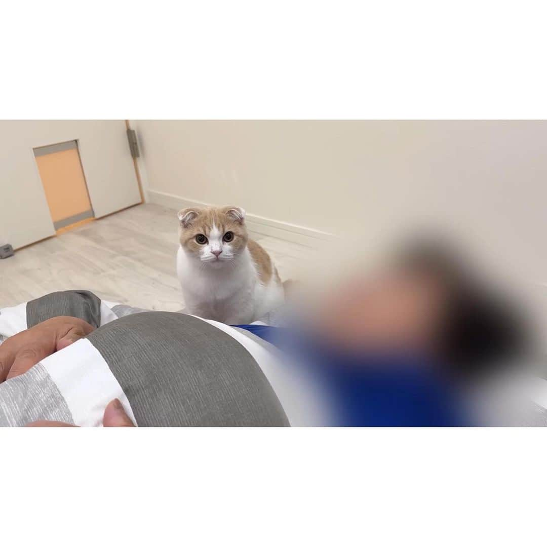 もちまるさんのインスタグラム写真 - (もちまるInstagram)「早朝からばあばを起こしに行く猫たち」8月1日 18時04分 - catmotimaru