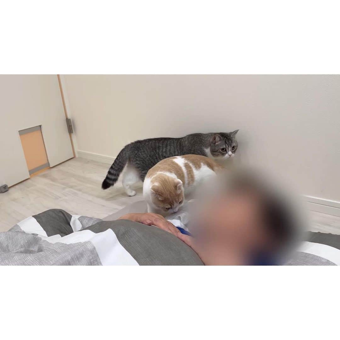 もちまるさんのインスタグラム写真 - (もちまるInstagram)「早朝からばあばを起こしに行く猫たち」8月1日 18時04分 - catmotimaru