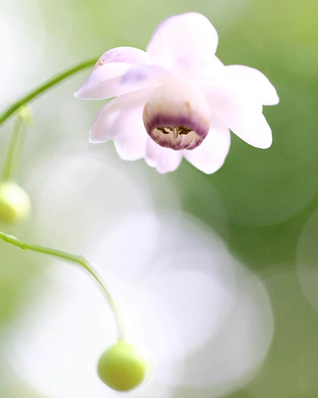 kiccyomuのインスタグラム：「☁️ 2023.08.01 Tue ちょっと寄り道？ 様子見？ 今年も、 #赤城自然園 へ 真っ白な森の妖精  #レンゲショウマ に会って来ました🤗 ツボミもたくさんで 咲き始めの感じでした📸  もうすぐ見頃かな？  location #群馬 ❣️ 📷撮影 2023年7月27日」