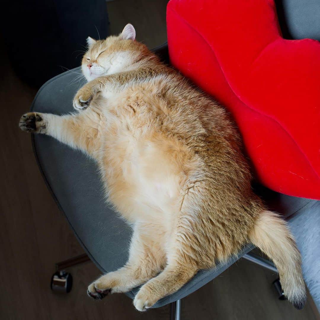 Hosicoのインスタグラム：「I lay down for 5 minutes after I had lunch 😺」