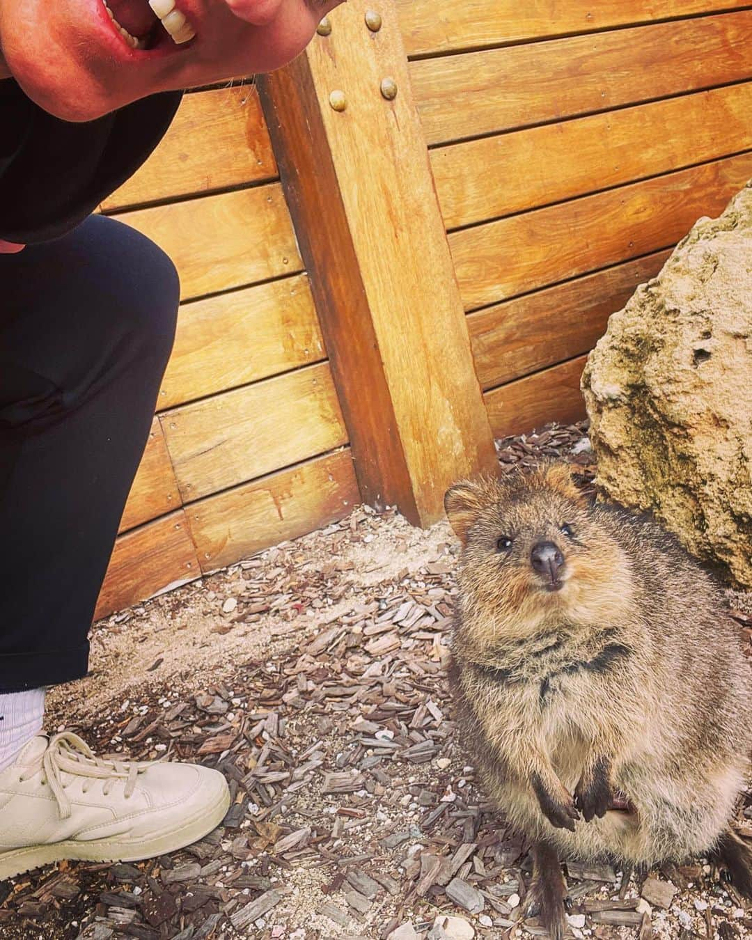 アーニャ・ミッタークさんのインスタグラム写真 - (アーニャ・ミッタークInstagram)「I visited the amazing little island @rottnestislandwa even had the chance to meet some cute quokkas... #quoakkaselfie」8月1日 18時37分 - anjamittag