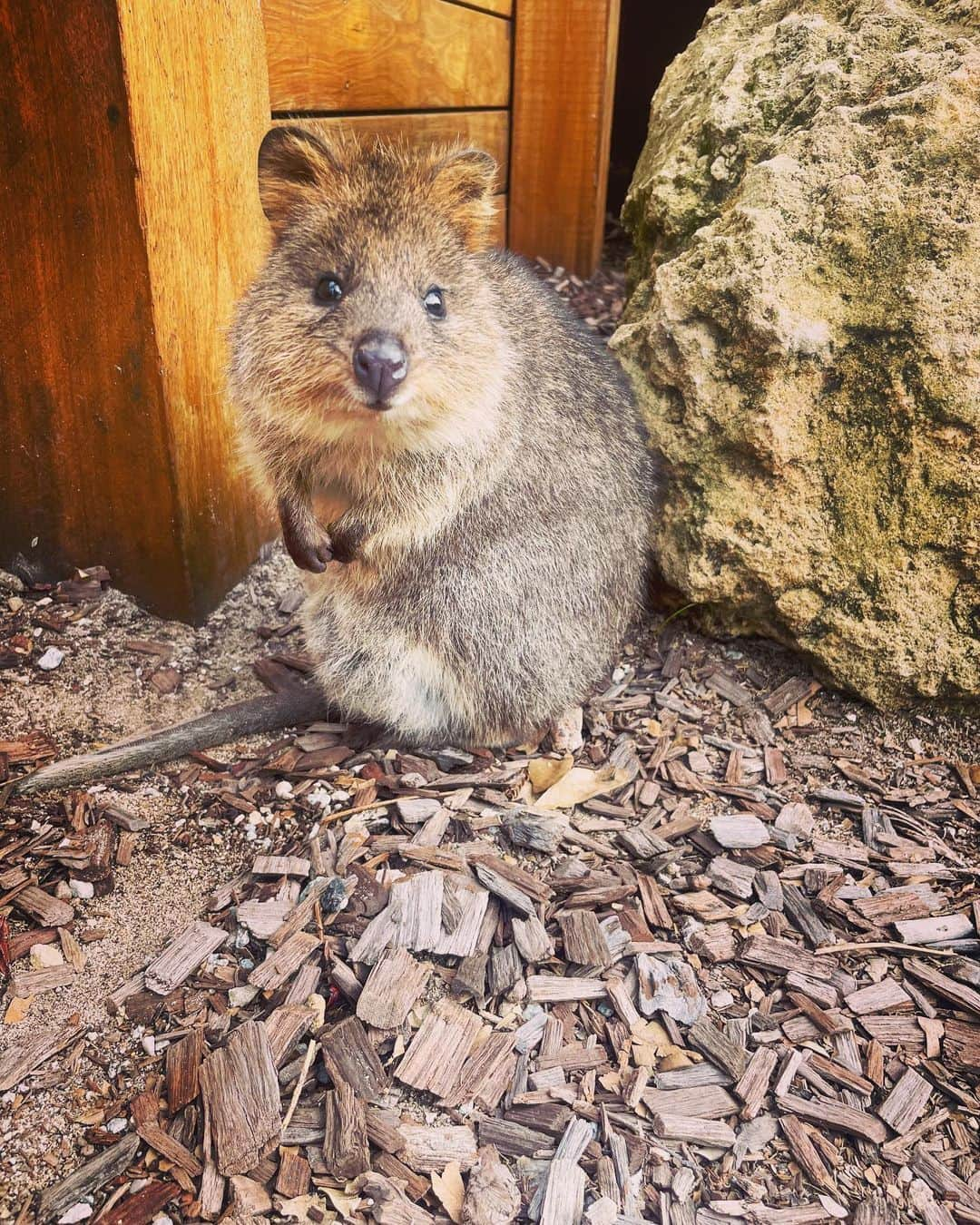 アーニャ・ミッタークさんのインスタグラム写真 - (アーニャ・ミッタークInstagram)「I visited the amazing little island @rottnestislandwa even had the chance to meet some cute quokkas... #quoakkaselfie」8月1日 18時37分 - anjamittag