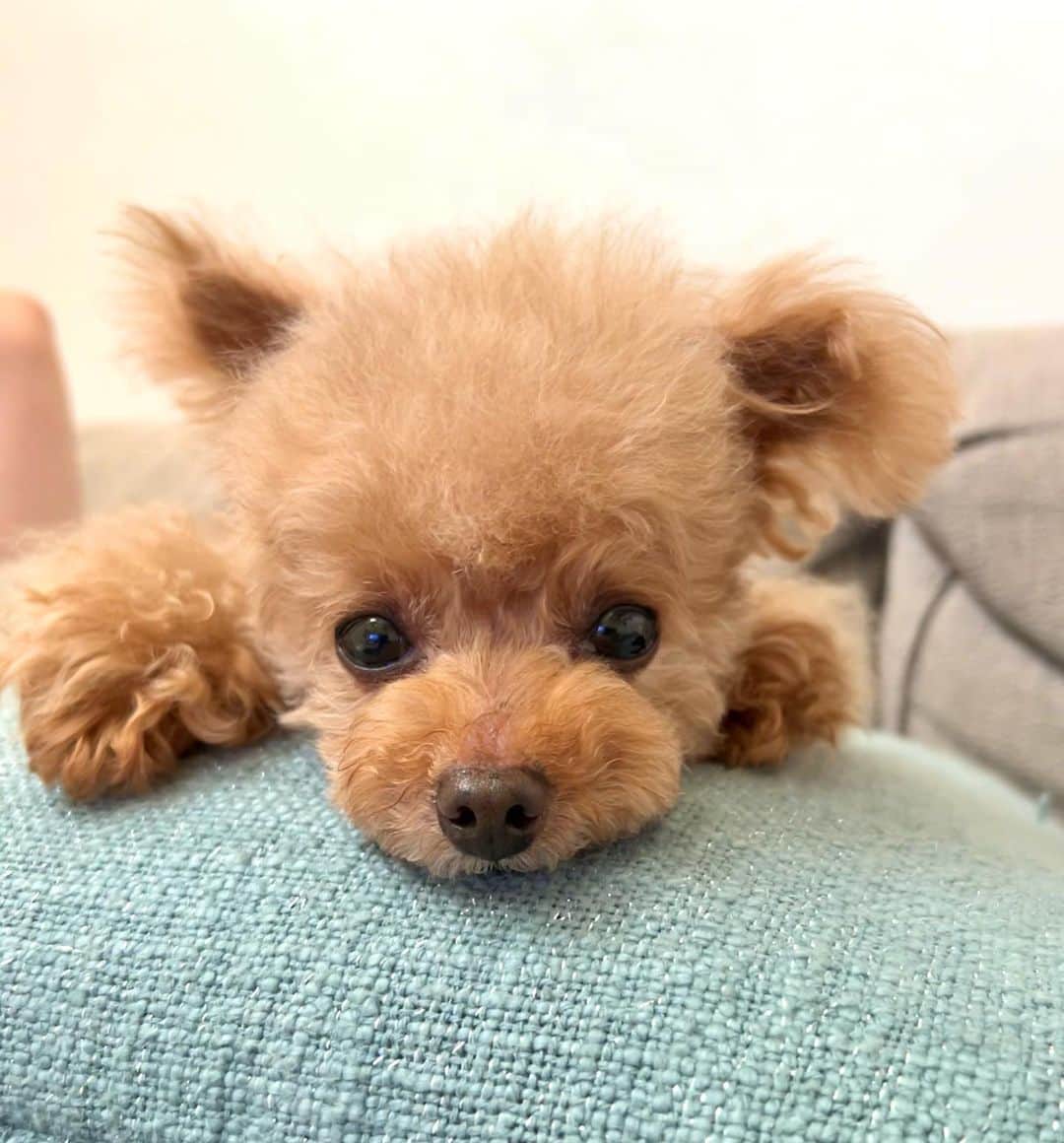 のインスタグラム：「久しぶりにちょっと涼しいけどゲリラ豪雨で結局家の中🐶😂💦  #プードル#トイプードル#ティーカッププードル#犬#poodle#teacuppoodle#toypoodle#dog#dogstagram#instadog#푸들#caniche#Pudel#貴婦狗#animalsco」