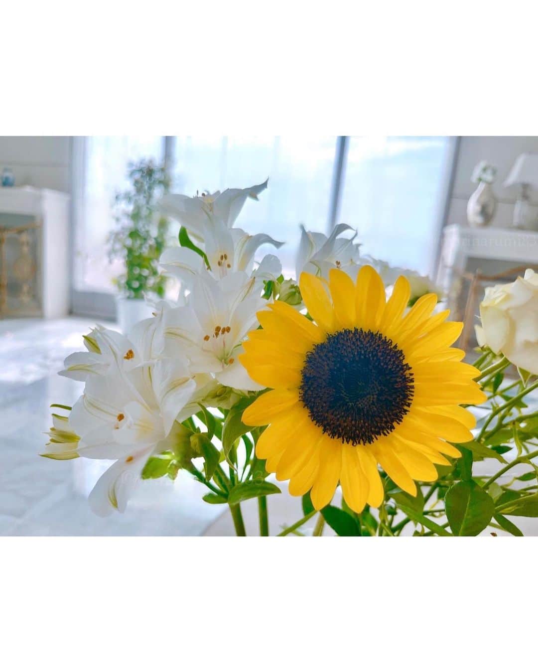 成海まりのインスタグラム：「アイスクリームという名前の夏らしいお花が売ってた🍦 Flower name＝ice cream🍨🍨  夏になるとひまわり飾りたくなる🌻🤍  #夏の涼  #ひまわり #夏 #花のある生活　#花のある暮らし #アルストロメリア #アルストロメリアアイスクリーム #向日葵 #japan #japansummer #flower #sunflower #whiteflower #home #flowerhome」