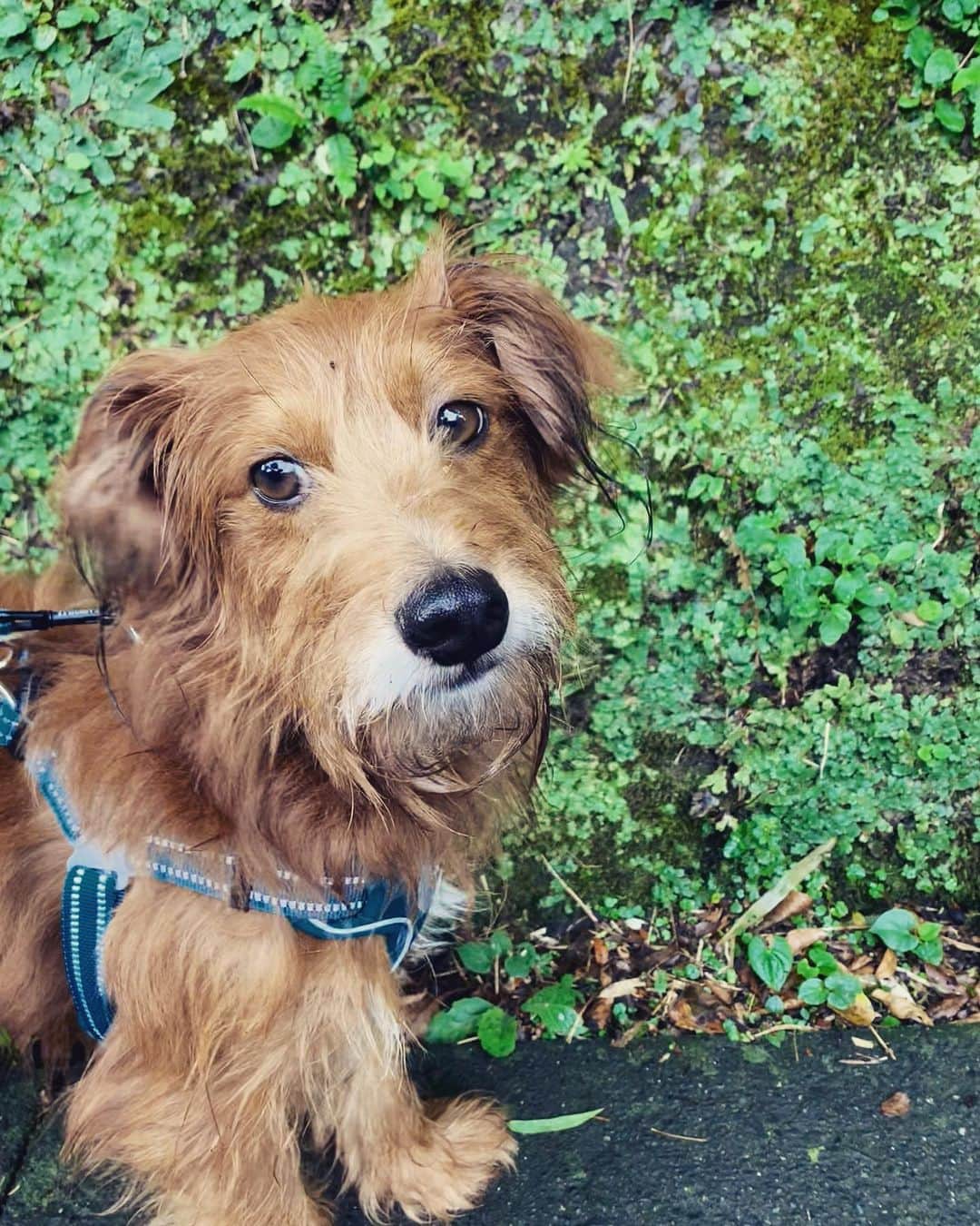 河口恭吾さんのインスタグラム写真 - (河口恭吾Instagram)「毎日、モギーと散歩している 揉めたりしつつ、確実に互いの距離が縮んでいることを感じるのは楽しい。 3歩進んで2歩下がるようなしつけもありつつ、まぁ、気長にやるしかないですね。  今日は夕方涼しくて助かりました。  #保護犬を家族に  #保護犬と暮らそう #保護犬との暮らし  #保護犬と暮らす #保護犬という選択を」8月1日 19時19分 - kawaguchikyogo