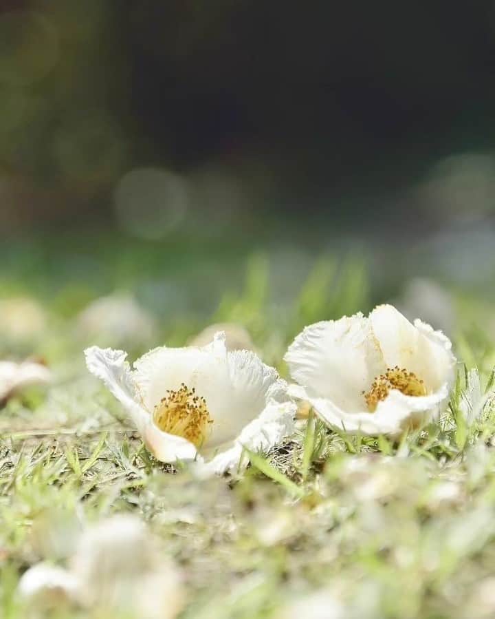 花の写真館のインスタグラム：「Photo by @maruse12468. https://instagram.com/maruse12468/ . Original Post[投稿いただいたURL] https://www.instagram.com/p/CuF6j59PYEp/ . 本アカウントは、 #私の花の写真 をつけてInstagramに投稿された皆さまの花の写真や、「花の写真館」Facebookページで投稿された花の写真を紹介します。 「花の写真館」Facebookページは、「 @floral.photograph 」のプロフィールにあるURLからご覧ください。 . ※各種法令、マナー、関係者の指示に従った撮影をお願いします。 *Please ensure that your photography adheres to all relevant laws, etiquette, and instructions issued by authorized persons. ※本アカウントは東京カメラ部がFacebook、Instagramのサービスを利用して運営しているもので、Meta社・Instagramとは一切関係ありません。 . #花の写真館 #floralphotograph #floralphoto #flower #flowers Follow: @floral.photograph」