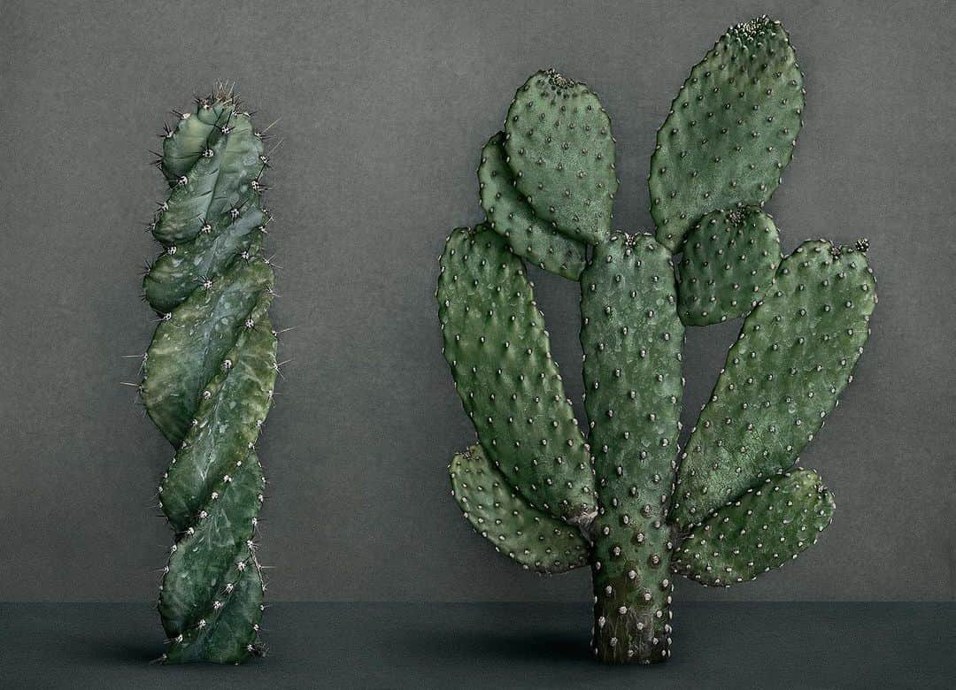 マリオ・テスティーノのインスタグラム：「This week’s #Summer2023WorkOfTheWeek is Mario Testino’s Cactus (VI), 2021. Part of Testino’s ongoing ‘A Beautiful World’ project, which explores cultural traditions and symbols of people around the globe, Cactus (VI) reflects on the artist’s Peruvian origin.   Displayed before neutral toned backgrounds, the cacti, which dominate Peru’s high-altitude plateaus, appear together like subjects in a portrait studio. Once grouped together, the individual plants in Cactus (VI) appear to be opposites in dialogue. This setting anthropomorphises them: delicate and contained or animated and expansive.   In the manner of Irving Penn’s famous pictures of flowers, the dialogue between each cactus serves to enhance the essence of the individual whilst emphasising a sense of natural community.  Image: Cactus, (VI), 2021 © Mario Testino  Please enquire for availability and pricing.   #Summer2023WorkOfTheWeek #MarioTestino #Cactus #ABeautifulWorld #SouthAmericana #HamiltonsGallery」