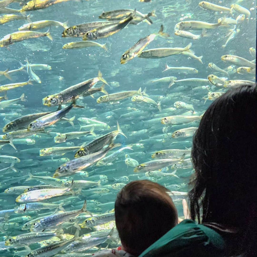 森真奈美のインスタグラム：「.⁡ ⁡.⁡ ⁡また家族で水族館に行きたいな♪⁡ ⁡久々いくと最近の水族館は進化⁡してるから⁡ ⁡都内はとりあえず全部制覇したいな🐬⁡ ⁡⁡ ⁡⁡ .⁡ ⁡.⁡ ⁡ #親子  #水族館  #家族でおでかけ ⁡ ⁡ #池袋サンシャイン  #お魚  #赤ちゃんお出かけ ⁡」