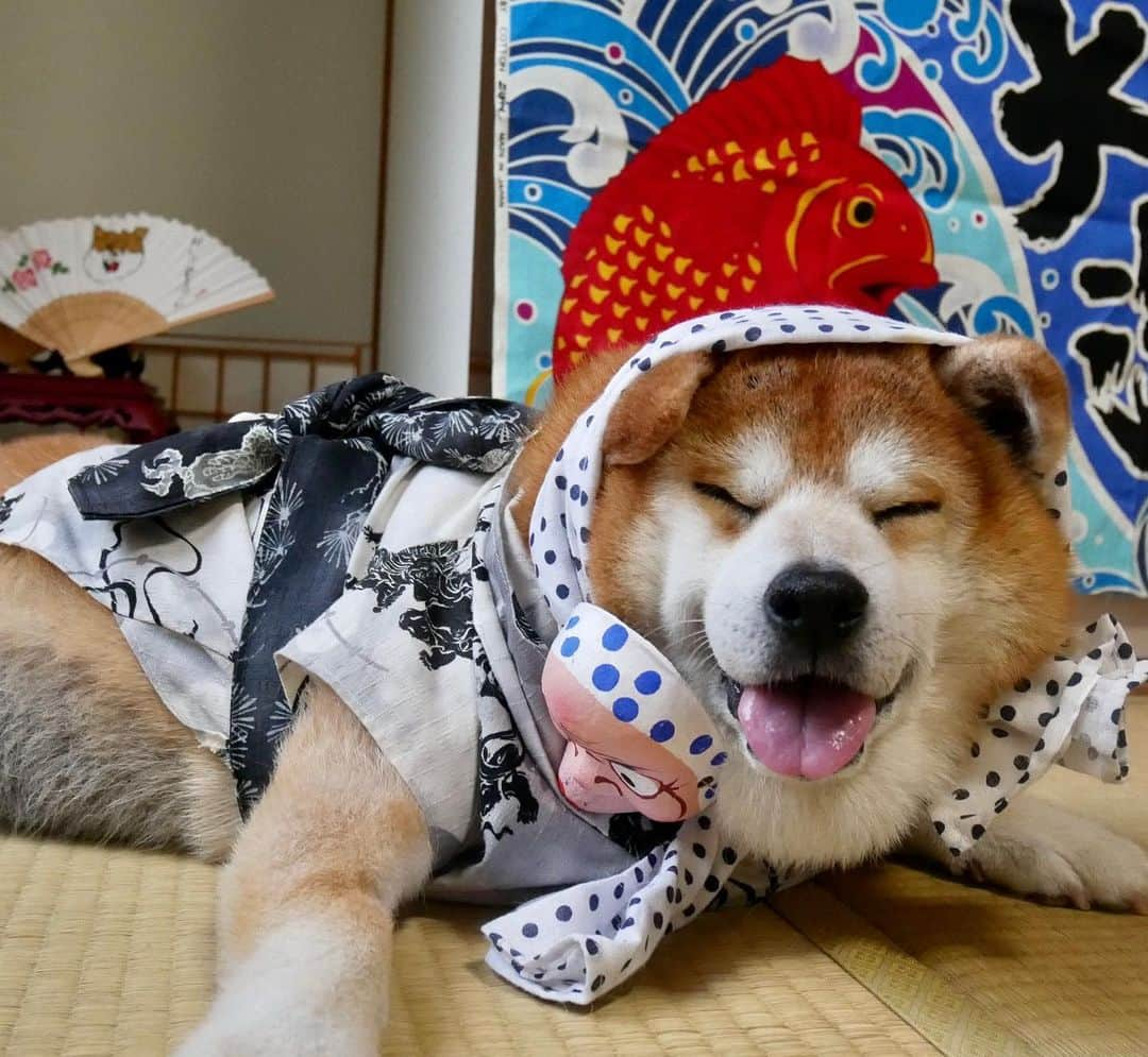 shibainu berryのインスタグラム：「🌻暑中お見舞い申し上げます🍉 #犬の脾臓腫瘍 #犬の腫瘍摘出手術 #僧帽弁閉鎖不全症 #僧帽弁閉鎖不全症の犬 #僧帽弁閉鎖不全症手術済 #僧帽弁閉鎖不全症克服 #柴犬 #柴 #べりやん #べりむく #多頭飼い #徳島 #berry #shiba #shibainu  #shibainumania #ぷにっと部 #口角キュキュッと部 #チーム俺様 →部員絶賛募集中 #shiba_snap #proudshibas #instagramjapan #ふわもこ部 #pecoいぬ部 #pecotv #9gag @9gag @barked」