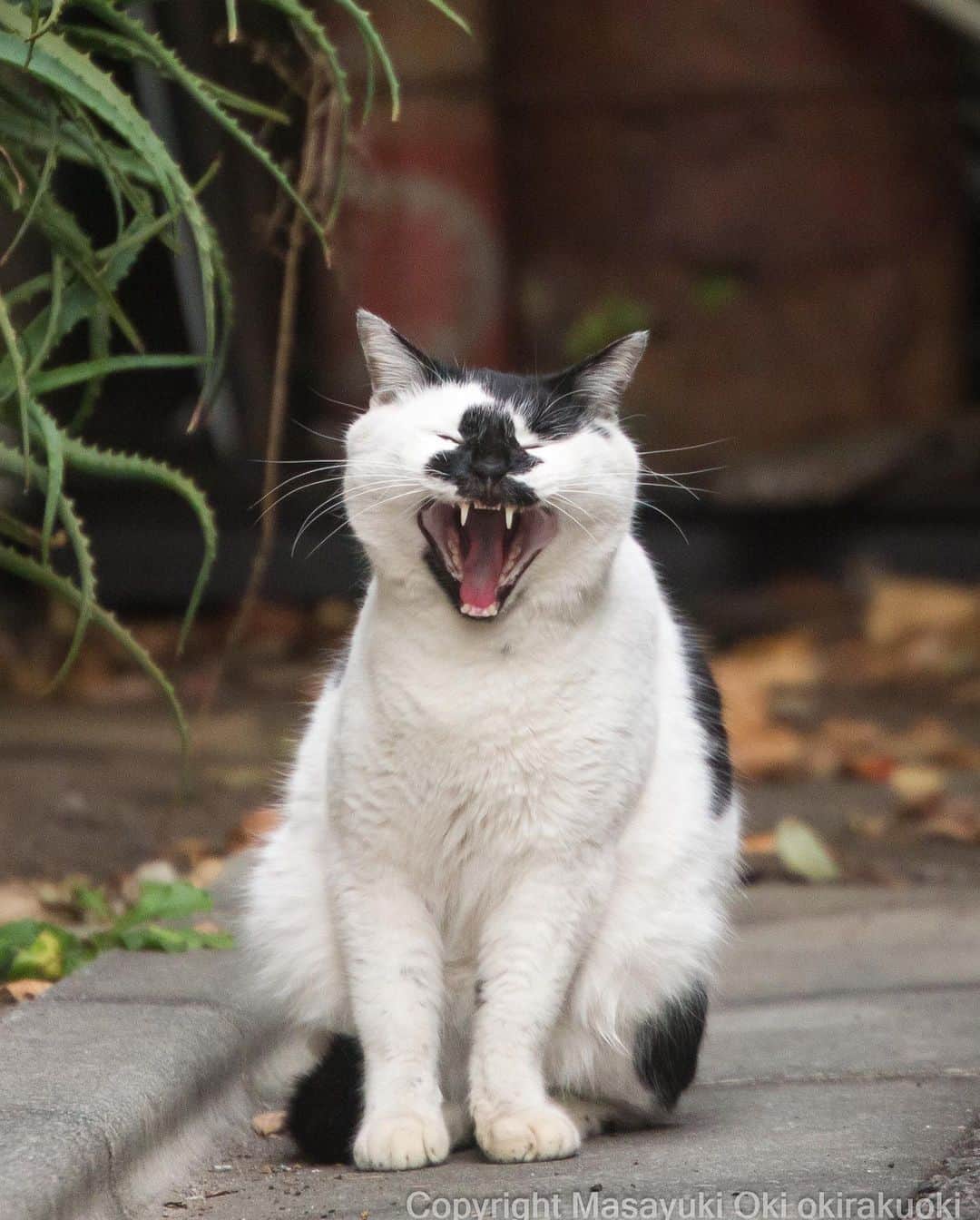 Masayukiさんのインスタグラム写真 - (MasayukiInstagram)「【沖昌之 写真展 ニャニャ笑い ～笑う門には福来るにゃ～ in 京王百貨店 新宿店】  猫写真家 沖昌之の写真展を開催いたします。 思わずこちらも笑顔になる沖さんの可愛いネコたちに会いに来てください。 会場ではグッズや写真パネルもご購入いただけます。  新作写真パネルはどんなお部屋にも似合う可愛さです。 （写真パネルをご購入のお客様へは、もれなく非売品グッズをプレゼント！）  既刊写真集も10種以上のラインナップで販売。 在廊時には ご購入いただいた書籍にサインをいたします。  京王百貨店新宿店 限定販売グッズも登場！！ カプセルトイ ニャニャ笑い缶バッヂ ガチャガチャ （1回）…500円  ※数に限りがございます。売切れの際はご容赦ください。  【会期】2023年8月3日（木）～8月9日（水） 【会場】京王百貨店 新宿店 ※入場無料  沖昌之　来場スケジュール 8/3（木）・5（土）・6（日）・9（水） 各日午後1時～午後5時  場所 京王百貨店 新宿店 東京都新宿区西新宿1-1-4 営業時間  10:00～20:00  #cat #ねこ #猫 #京王百貨店」8月1日 20時17分 - okirakuoki