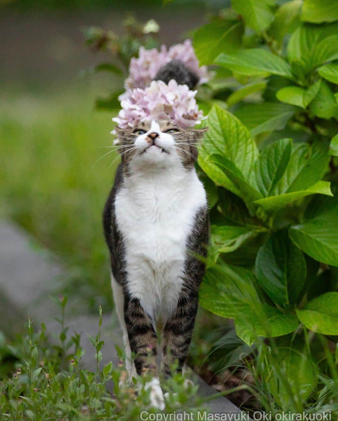 Masayukiさんのインスタグラム写真 - (MasayukiInstagram)「【沖昌之 写真展 ニャニャ笑い ～笑う門には福来るにゃ～ in 京王百貨店 新宿店】  猫写真家 沖昌之の写真展を開催いたします。 思わずこちらも笑顔になる沖さんの可愛いネコたちに会いに来てください。 会場ではグッズや写真パネルもご購入いただけます。  新作写真パネルはどんなお部屋にも似合う可愛さです。 （写真パネルをご購入のお客様へは、もれなく非売品グッズをプレゼント！）  既刊写真集も10種以上のラインナップで販売。 在廊時には ご購入いただいた書籍にサインをいたします。  京王百貨店新宿店 限定販売グッズも登場！！ カプセルトイ ニャニャ笑い缶バッヂ ガチャガチャ （1回）…500円  ※数に限りがございます。売切れの際はご容赦ください。  【会期】2023年8月3日（木）～8月9日（水） 【会場】京王百貨店 新宿店 ※入場無料  沖昌之　来場スケジュール 8/3（木）・5（土）・6（日）・9（水） 各日午後1時～午後5時  場所 京王百貨店 新宿店 東京都新宿区西新宿1-1-4 営業時間  10:00～20:00  #cat #ねこ #猫 #京王百貨店」8月1日 20時17分 - okirakuoki