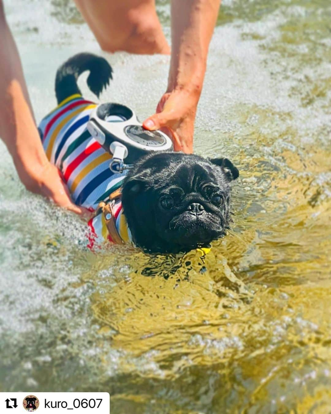 山口蛍のインスタグラム：「泳ぐの上手だよ🙋‍♂️  #Repost @kuro_0607 with @use.repost ・・・ 🐾 クロの夏はじまりました𓆡⛱️ ・ #blackpug#dogstagram#doglover#블랙퍼그#퍼그#강아지산책#반려견#댕댕이#개스타그램#귀여운강아지#팔로우미#哈巴狗#黒パグ#黒パグ部#黒パグ大好き#パグのいる生活#パグのいる暮らし#パグスタグラム#ぱぐすたぐらむ#いぬすたぐらむ#犬のいる暮らし#ぶさかわ犬#鼻ぺちゃ犬#犬見知り#甘えん坊犬#お犬様#いっぬ#いっぬすたぐらむ」