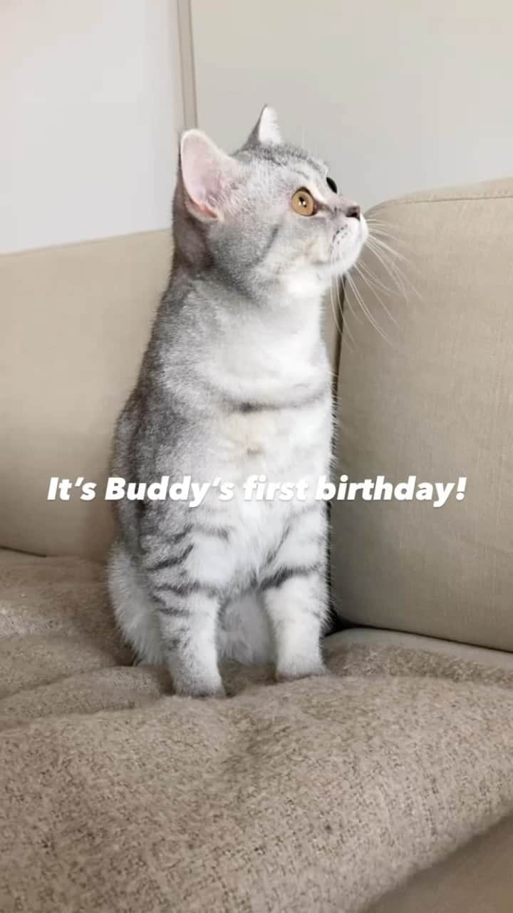 catinberlinのインスタグラム：「Our little Buddy turns 1 today! What a year! To many more naps & yawns. 🙀😭🎉🎊😻 catinberlin.com  #catinberlin #cat #cats #catsofinstagram #kitty #catstagram #pets #petsofinstagram #animals #cute #adorable #weeklyfluff #cuteanimals #lovecats #love #reel #reels #reelsinstagram #reelitfeelit」