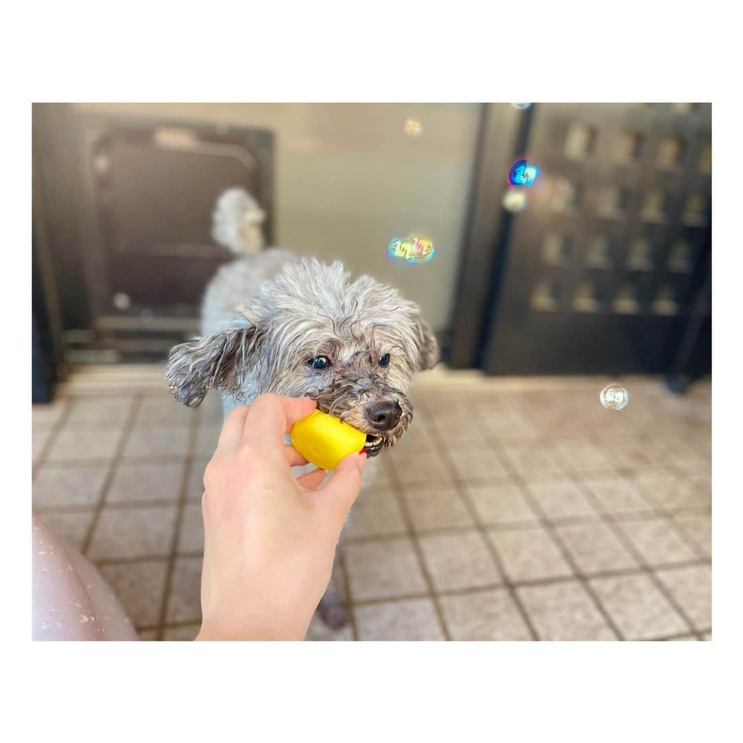 田辺ひかりさんのインスタグラム写真 - (田辺ひかりInstagram)「@  暑すぎる。。 気付けば8月🌻  私もいつになるかはわかりませんが またツアーで戦えるよう 暑さに負けず頑張ります❤️‍🔥  #ご近所さん   の #わんちゃん」8月1日 20時29分 - hikari_tnb