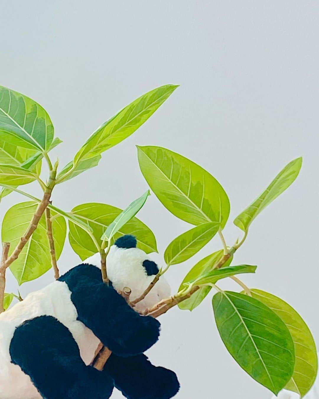 キム・ヒャンギのインスタグラム：「푸바오...🐼」