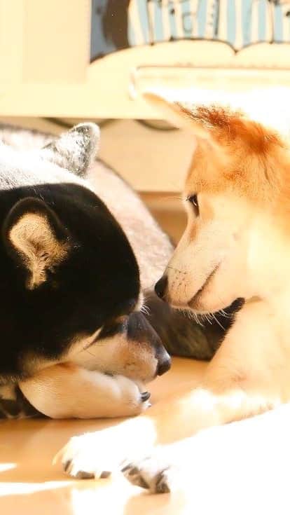 柴犬 けんしろう ゆりあのインスタグラム：「🐶❤️🐶  今日は1日、けんちゃんの日❤️  3年前の8月、 帰宅お出迎えのはずが にぴきは弾けて遊んだり揉めたり〜の お世話係置き去り動画を😂  過去動画を振り返るたび 日常に幸せが溢れていたと 深く深く感じてるよ、けんちゃん🥺  #けんちゃんありがとう　 #黒柴　 #赤柴」