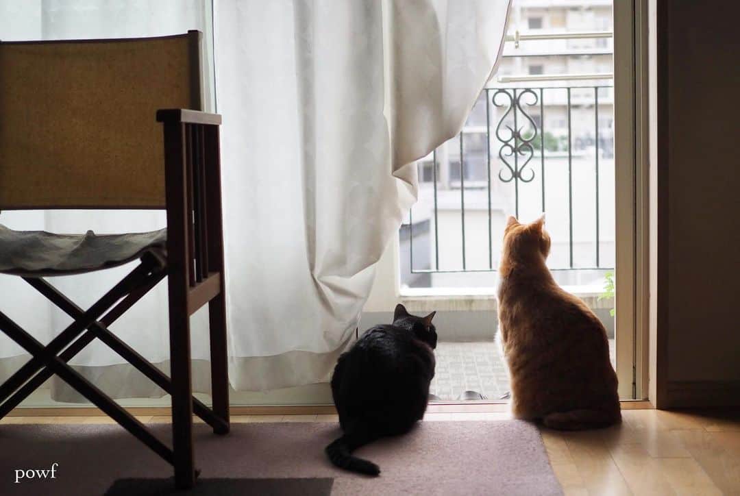 anemone_69のインスタグラム：「🐈🐈‍⬛ . Hello August! . . #ハカセとキョウジュ #窓辺のハカセとキョウジュ #cat #猫 #保護猫 . . .」