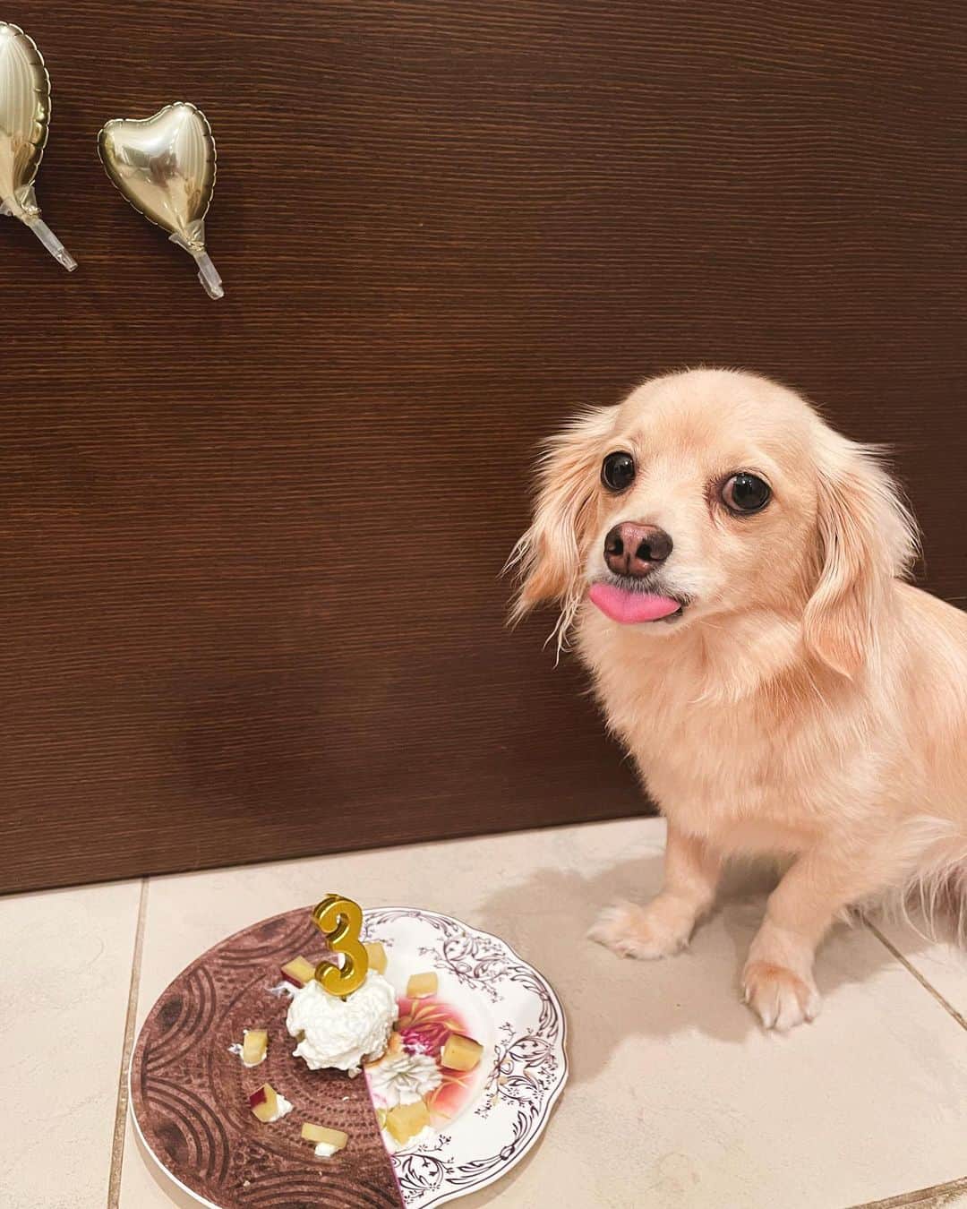 のインスタグラム：「だいすきソイ３歳🎂  @soy.and.olive」