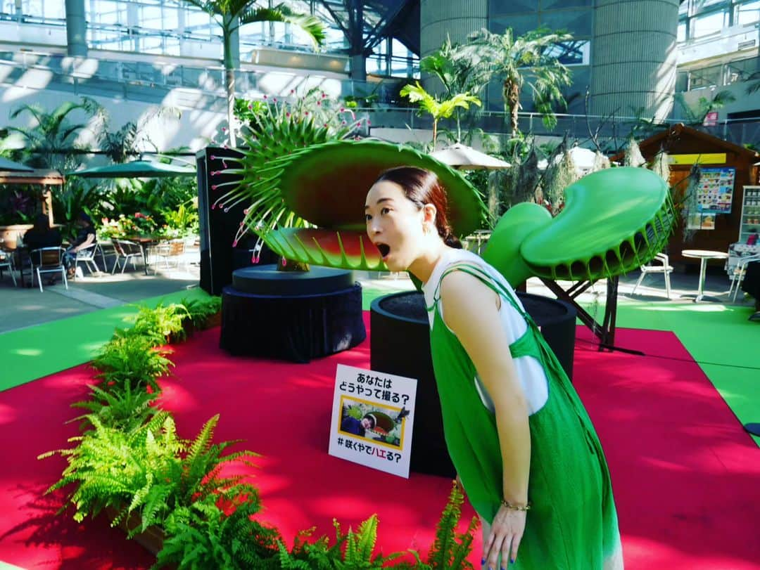 Wakanaさんのインスタグラム写真 - (WakanaInstagram)「咲くやこの花館その③🥳🎉  「虫を食べる植物展」開催中ということで、ウツボカズラをたくさん観察したり🧐ハエトリソウに食べられたりしました🤭 ウツボカズラすごく好きなんだけど、秋冬で枯らしてしまった経験があるワタクシ。 やっぱり年中暖かい温室でないと難しいよね😓  外の鶴見緑地公園では、当時の花博のマスコットキャラクターの花ずきんちゃんが描かれたマンホールを発見!!🧐  咲くやこの花館の中も周りの外も、全部本当に緑美しい素晴らしい場所でした😍💕 また絶対に行く‼️‼️  #咲くやこの花館 #ウツボカズラ #鶴見緑地公園」8月1日 21時24分 - wakana1210_official