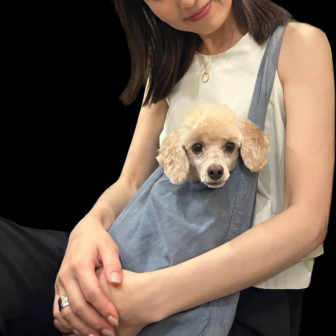 矢田亜希子さんのインスタグラム写真 - (矢田亜希子Instagram)「きなちゃんシリーズ🩷 #きなこ#toypoodle #もなちゃんと姉妹犬#５つ子ちゃん#矢田家のわんこ」8月1日 21時25分 - akiko_yada