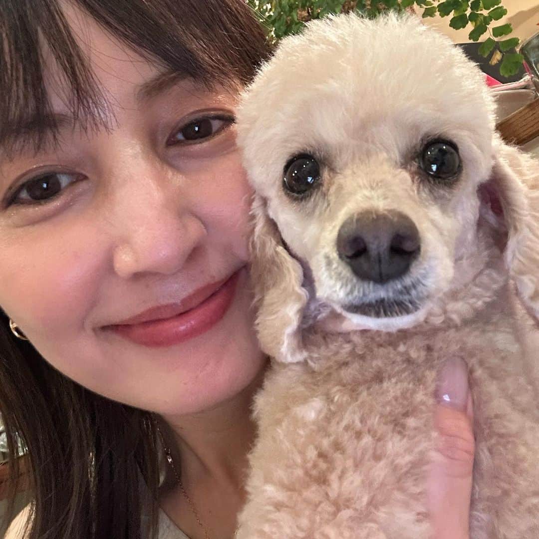 矢田亜希子のインスタグラム：「きなちゃんシリーズ🩷 #きなこ#toypoodle #もなちゃんと姉妹犬#５つ子ちゃん#矢田家のわんこ」