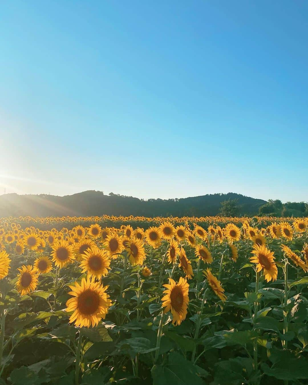 阿部純子のインスタグラム：「🌻  運転していたら偶然見つけた、ひまわり畑🌻 こんなにたくさん…初めて見ました♡  ソフィア・ローレンの映画「ひまわり」を思い出しました。撮影場所はウクライナ。 今だからこそこの映画をもう一度見直したいなぁ。」