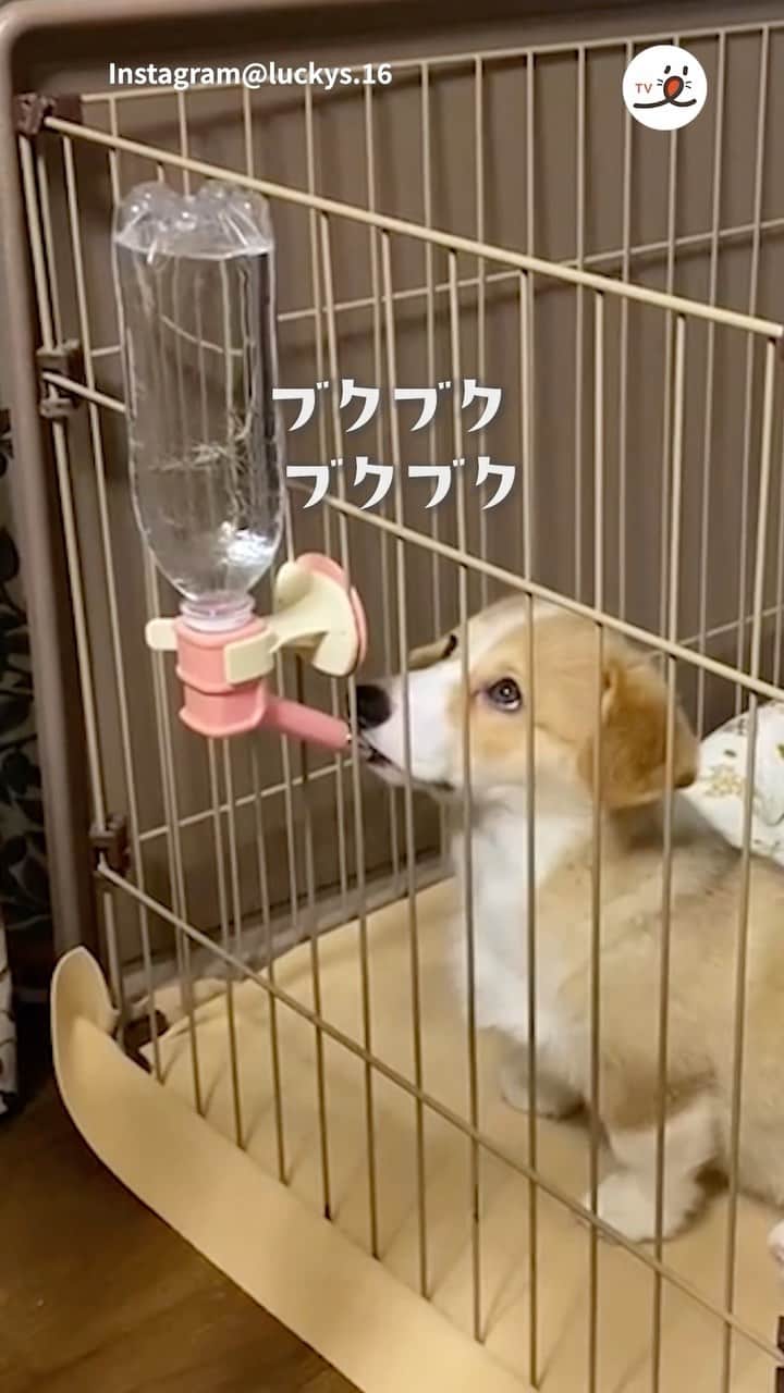 PECO いぬ部のインスタグラム：「「ん……？ んん……！？👀」  Thank you for your comments & concerns!  To make some of them clear, the owner of this cute one doesn't keep her in the dog crate, but keep it available in the daily life so that she gets used to go into the crate just in case for emergency situations such as natural disasters etc.  And this water bottle is designed for dogs not for smaller animals and they also have a water bowl for her daily use as well to keep her hydrated 😊  ㅤㅤ 今回素敵な投稿をしてくださったのは… @luckys.16 さん（りらちゃん） 他にも素敵なお写真がたくさんあるので ぜひ遊びに行ってみてね♪ ㅤㅤ ㅤㅤ ㅤㅤ 〖 #pecoいぬ部（ #ペコねこ部 ） 〗をつけてご投稿いただくと PECOのSNSで楽しくご紹介させていただきます😋 フォロー&コメントお待ちしています✨ ㅤㅤ ㅤㅤ  ============================== @pecodogs（ @pecocats ）☚YouTubeでも可愛いワンコ（ニャンコ）紹介中🐶💕 ==============================  #犬のいる暮らし #犬部 #犬好きな人と繋がりたい #dogstagram #doglover #멍스타그램 #개스타그램 #コーギー #corgi #お水の #ブクブクが #気なって仕方ない」