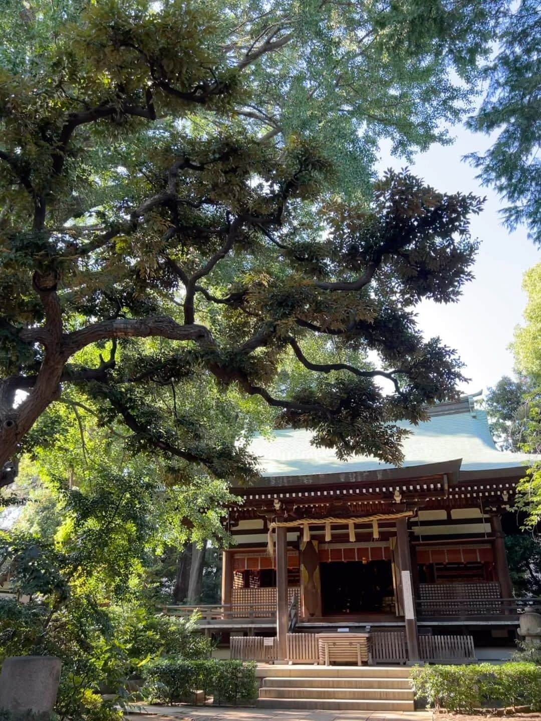 のインスタグラム：「蝉が元気。 夏、、、まだまだ終わらないで〜🥹  #夏#日本の夏#summer」