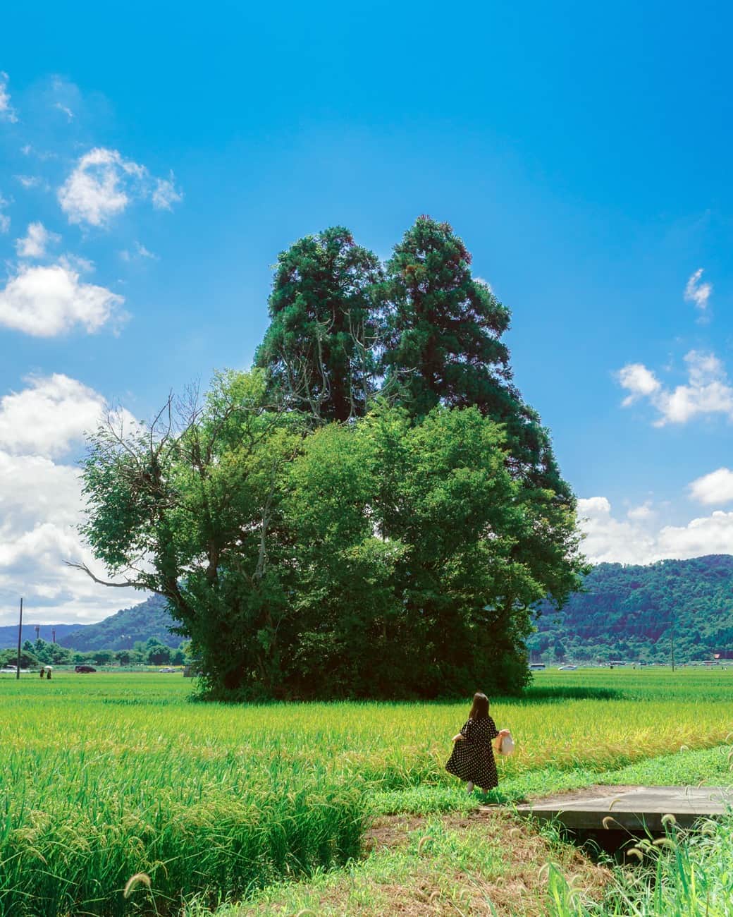 関西電力株式会社のインスタグラム：「＼まるでジブリの世界✨　滋賀県で不思議な出会い🌲／  本日は、田んぼの真ん中にそびえる「トトロにそっくりな木」をパシャリ📸  滋賀県高島市でジブリの世界を感じられる珍スポット、通称「トトロの木」。   何本かの樹木が隣接することにより、見る角度によってはあの「トトロ」に見えることからそのように呼ばれるようになったとのことです。なお、正式名称は「伊井の木立」というそうです👀  また、地元では「大城宮（だいじょうぐ）様」とも呼ばれ、地元の方々が毎年手入れをしながら大切に守ってこられた場所とのこと✨  滋賀に訪れた際にはぜひチェックしてみたください♪  みなさんオススメの関西のスポットがあれば、コメントで教えてください！  #関西電力 #灯りフォト部  #トトロの木 #トトロ #ジブリ #夏の思い出 #日本の絶景 #日本の景色 #関西旅行 #関西観光 #関西の旅 #夏の風物詩 #湖畔の景色 #写真好きな人と繋がりたい #カメラ好きな人と繋がりたい」