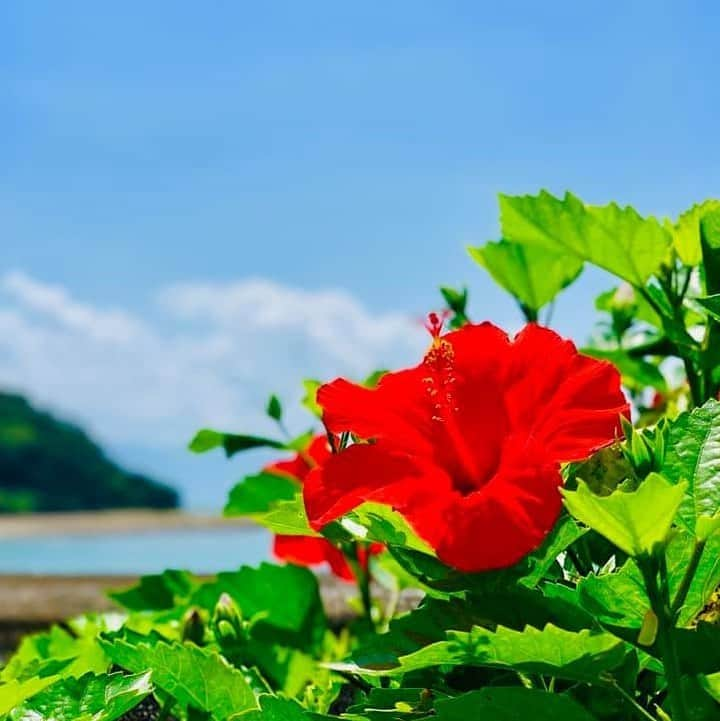 九州電力のインスタグラム：「透明度バツグンの穴場ビーチ🌊 . 宮崎県串間市にある「高松海水浴場」は、穏やかな波と全国トップクラスの水質が特徴の県最南端に位置する海水浴場です🔱 湾内にあるため波が穏やかで子どもも安心して利用することができます✨  防波堤に沿って咲く赤いハイビスカスや椰子が南国ムードを漂わせるビーチです🌴  ----------------------------------------------- 高松海水浴場 開設期間：～8月27日（日） 時間：9：00～17：00 住所:宮崎県串間市高松 TEL:0987-55-1126（串間市商工観光スポーツランド推進課） -----------------------------------------------  ※写真提供：高松エリア活性化委員会 ※写真は過去に撮影されたものです。 . お届けする九州の風景が、皆さまの元気や癒しになれば幸いです☘️ . #九州電力 #宮崎 #串間市 #高松海水浴場 #高松キャンプ公園 #宮崎県最南端 #海水浴場」