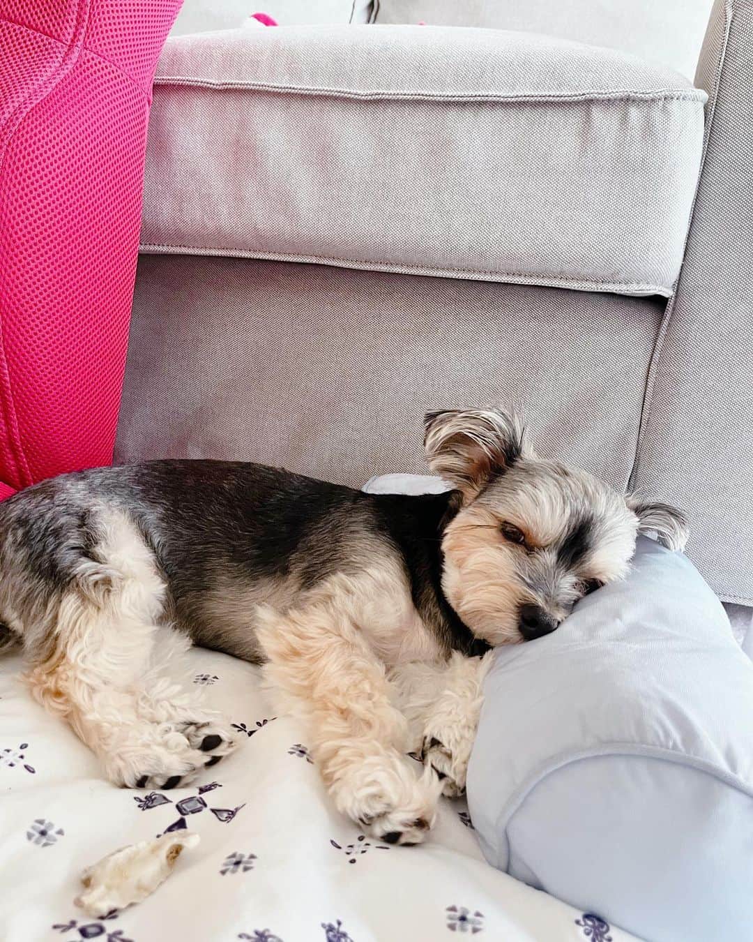 大石まどかさんのインスタグラム写真 - (大石まどかInstagram)「ねねちゃんお気に入りのソファーの背もたれ。 お手手がブラーン🤣 寝る時は枕が大事‥ #マルーキ #愛犬 #寝顔 #cute #petdog」8月16日 10時04分 - madoka_oishi