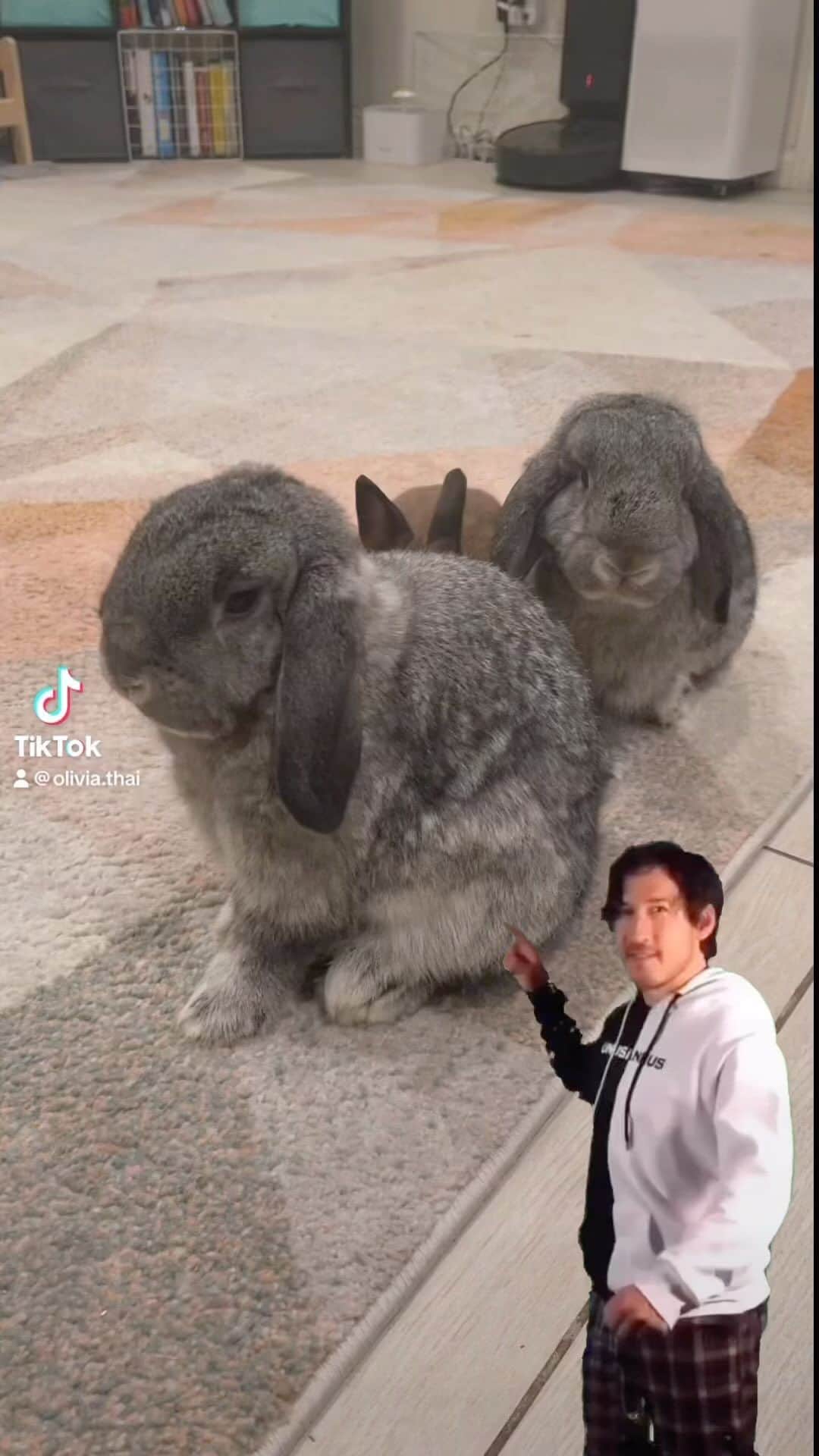 オリビア・タイのインスタグラム：「bunnies 🤍   follow them here: @bunnieswhotravel」