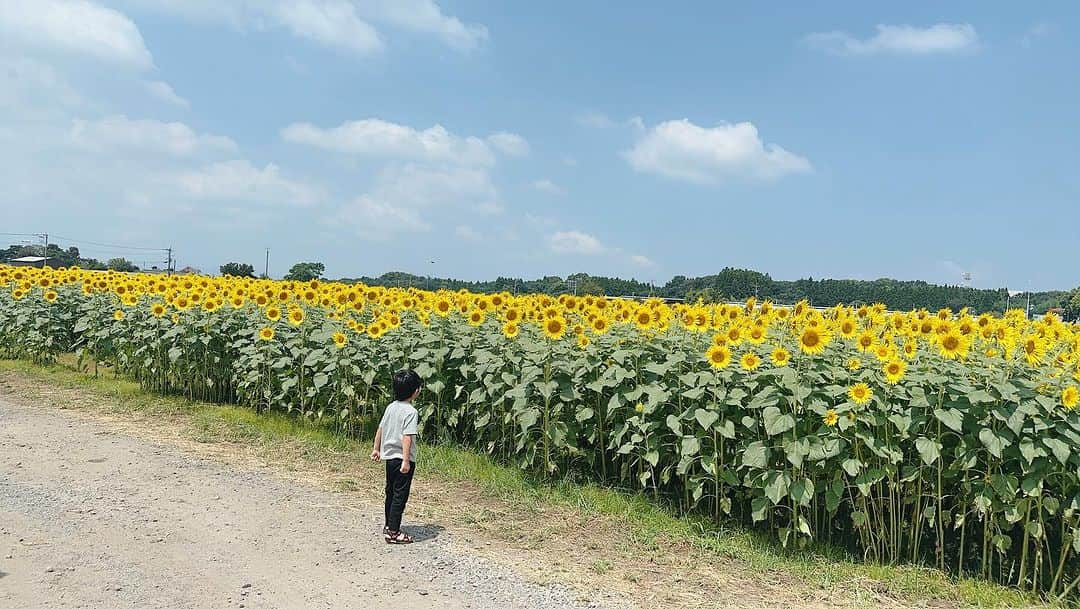 小林明実さんのインスタグラム写真 - (小林明実Instagram)「熊本の最後は かわいいひまわり畑🌻 北海道のイメージだったから ここで出会えて嬉しい☺️ 家族の中で誰よりも気分が 上がっていた🤍✨  熊本に2週間いて 本当に楽しかった🤍✨ 自然と水そして食べ物 全部が好き❤️❤️  ありがとう熊本😊  時間を作ってくれた 麗奈もありがとう😊✨  @straycat_ren     #熊本 #自然 #水 #ひまわり畑」8月16日 11時03分 - akemi.1177