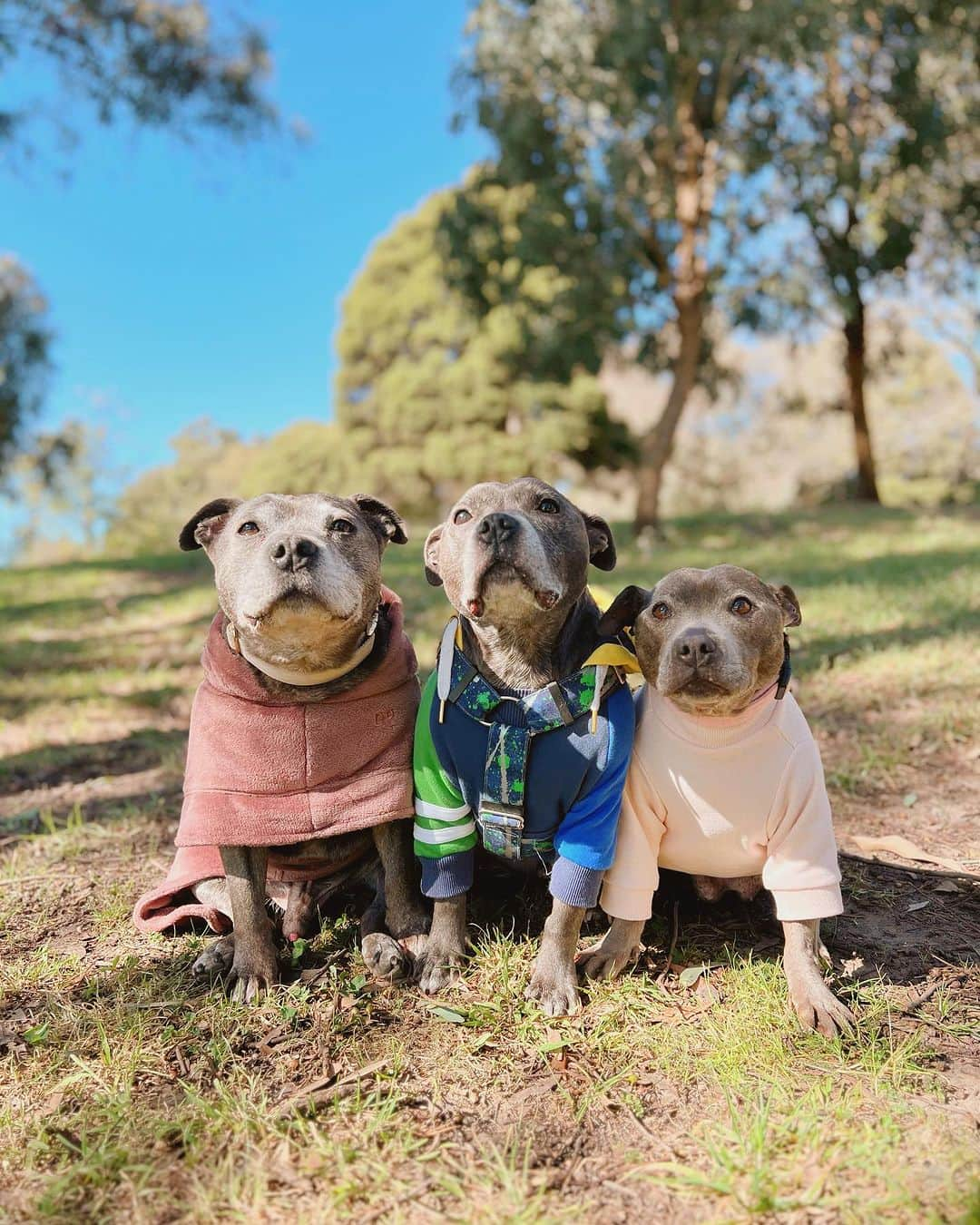 DARREN&PHILLIPのインスタグラム：「A dream come true 😍🤩😍🤩 finally met @maxwell.the.staffy after all dese years of being internet besties 😭😍🤩 Ruby gal was also super sweet and let me give her quite a few sneaky kisses 😘」