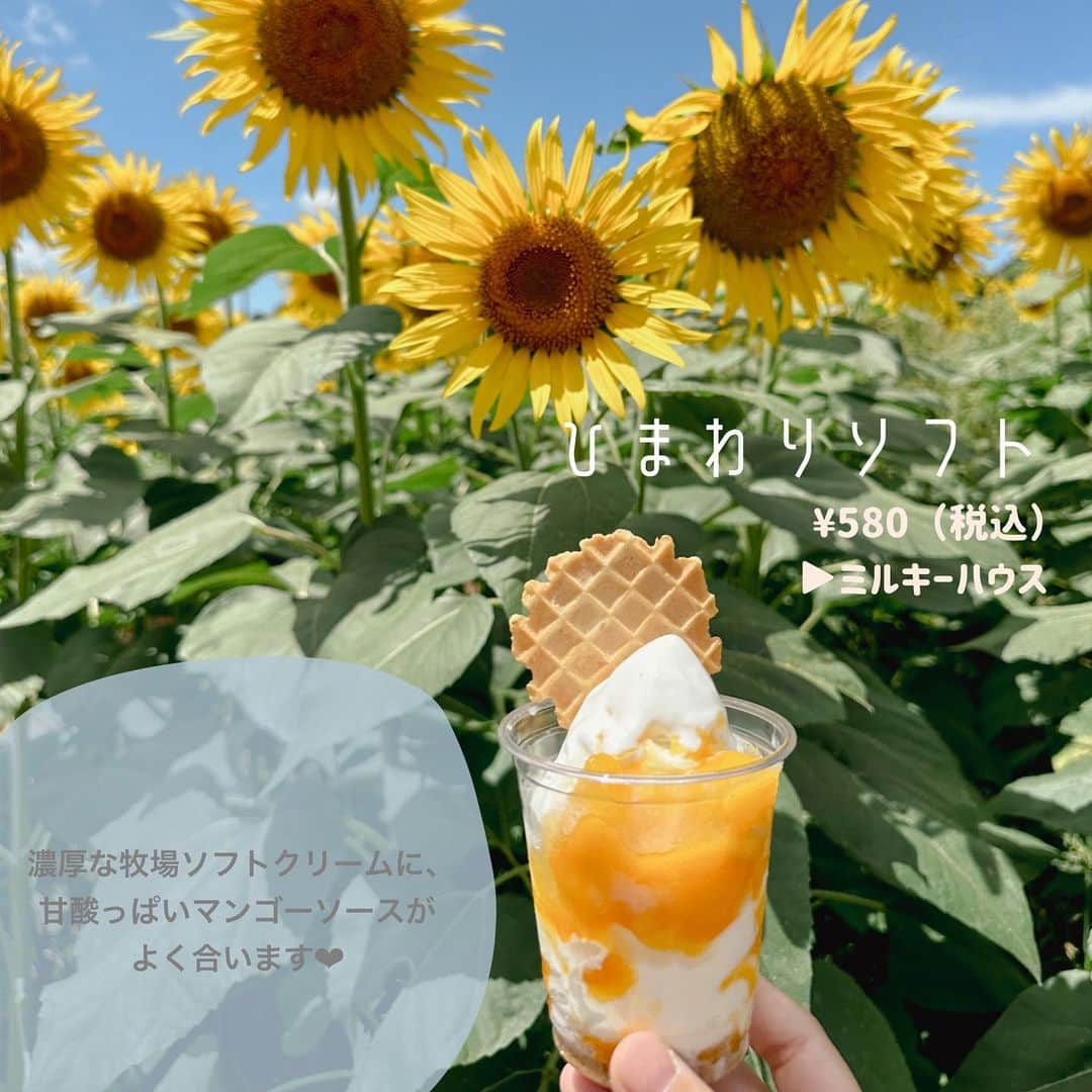 成田ゆめ牧場さんのインスタグラム写真 - (成田ゆめ牧場Instagram)「🌻夏のグルメまとめ♡  成田ゆめ牧場では、8/31まで、夏にピッタリな、限定グルメやスイーツを販売中です☀️映えはもちろん…食べ応えもしっかりあって、ペコペコなお腹を満たしてくれます🤤❤︎  今回は、沢山ある中でも、スタッフのオススメを7品まとめてご紹介いたします‼︎🌟  終了まで残りわずか・・・ 美味しそう！食べてみたい！と思った方は、ぜひ成田ゆめ牧場へ！🚗💨  ご来場をお待ちしております☺️  #成田ゆめ牧場 #千葉グルメ #スイーツ巡り #ひまわり #ひまわり畑 #naritadreamfarm」8月16日 11時33分 - yumebokujo