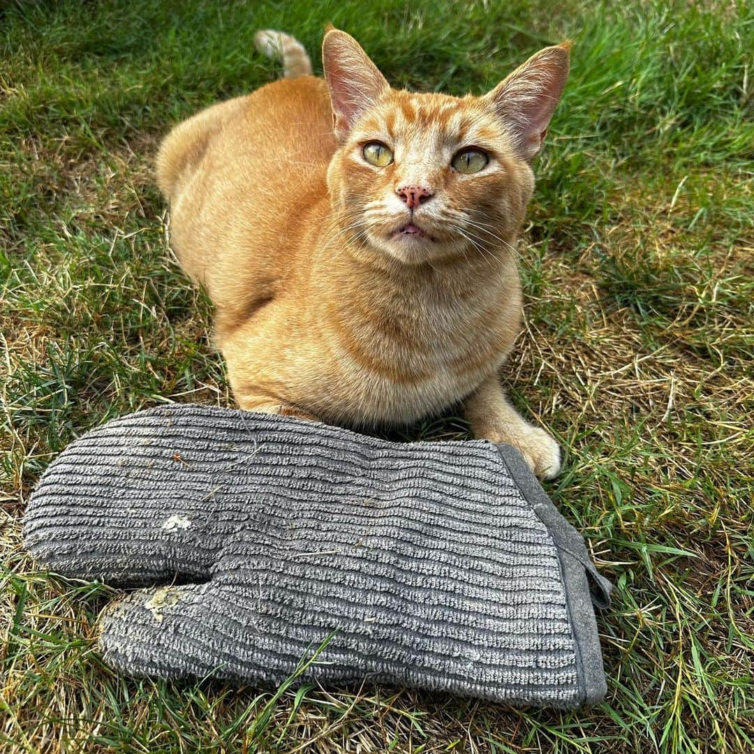 Snorri Sturlusonのインスタグラム：「STOLEN: just one grey encrusted oven mitt. Night of 8/14. Is he slowing down? Never! #snorrithecat #catburglar #kittyklepto #catsofinstagram #hillsborooregon #shutepark」