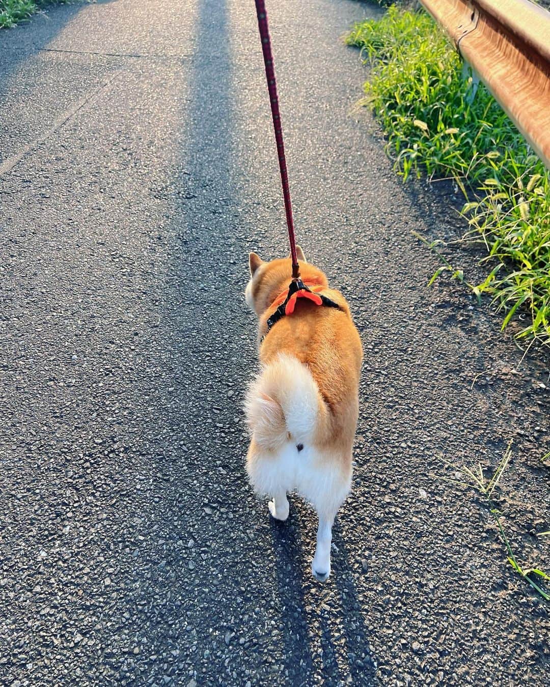 meekooのインスタグラム：「朝5時台が快適な散歩タイムだと気づいたお盆休み最終日😆 2023.8.16 #1時間でだいぶ違う」