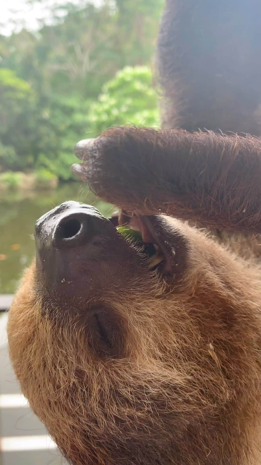 平井まさあきのインスタグラム：「フタユビナマケモノ、食べ音が良いかもしれません」