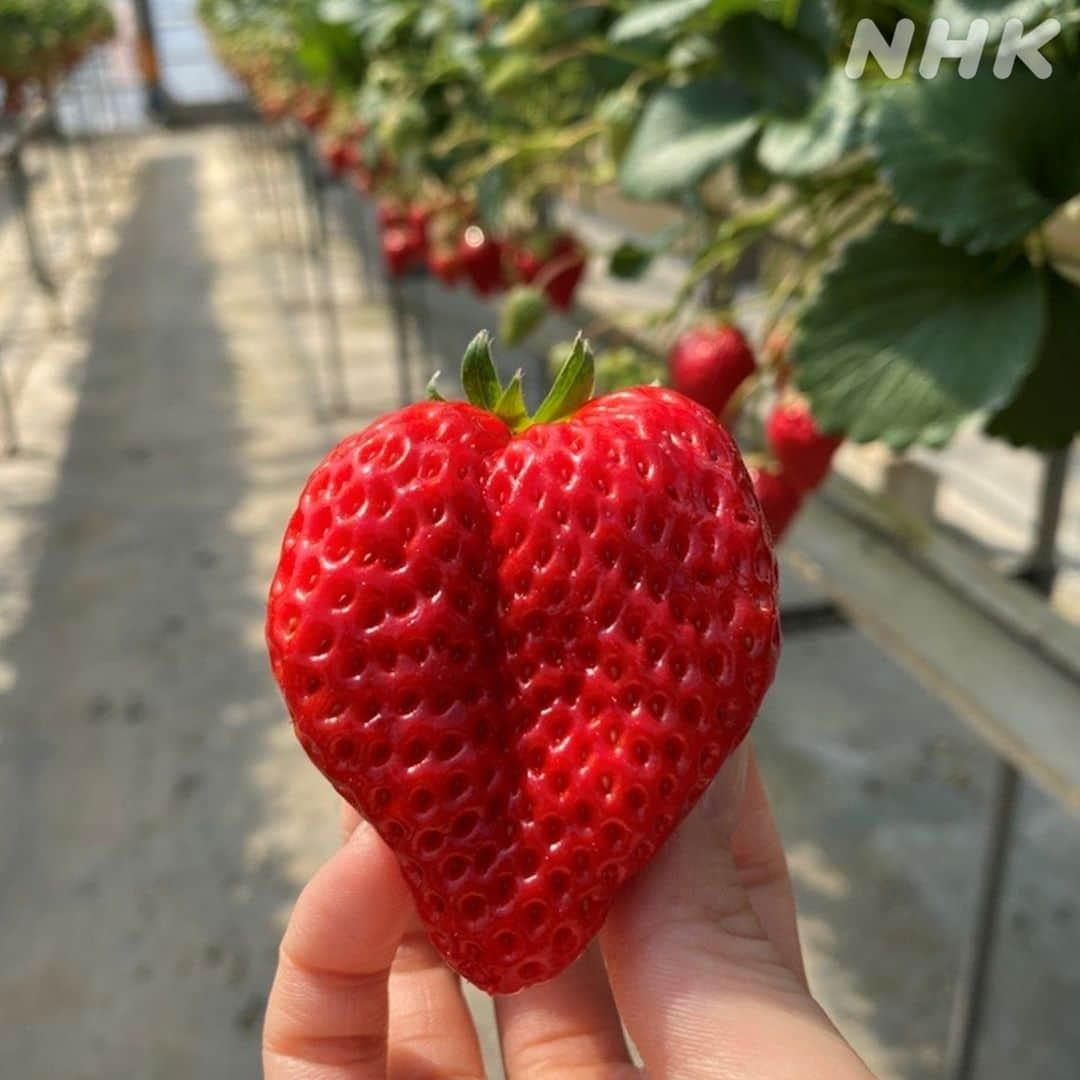 あさイチさんのインスタグラム写真 - (あさイチInstagram)「＼浅野アナの「私の夏といえば…コレ！」😋／  夏休みシリーズもいよいよラストスパート！ 10日目は「朝の里香」になって、 はや4か月（！）の浅野里香アナです🌞  ＝＝＝＝＝＝＝＝＝＝＝＝＝＝＝＝＝＝＝＝＝＝＝  私の夏といえば…フルーツ狩り🌳 これは北海道時代、さくらんぼ狩りをしたときの写真です🍒かごいっぱいに収穫しました！ （おいしくて、収穫しながら40個ほどはペロッと 　食べていたと思います！笑）  3枚目は去年、いちご狩り🍓に行ったときの写真。  夏は桃やマンゴー、プラム、ブドウ、スイカなど 大好きなフルーツばかりがスーパーに並び、 とってもうれしい季節です☺️！  ちょっと昔の写真ですが、 2年前の夏は、大好きな桃の丸かじりを楽しんだあと、 贅沢な桃タルトも作りました（👉4枚目） （桃をバラの花🌹に見えるように敷きつめました）  みなさんの好きなフルーツはなんですか？ ちなみに私は...桃です🥰  ＝＝＝＝＝＝＝＝＝＝＝＝＝＝＝＝＝＝＝＝＝＝＝  ...安心してください。 桃タルト🍑のクオリティーの高さに驚いたのは あなただけではありません。  タルト生地は市販のものということですが、 とってもおいしそうですよね...🤤  食べてみたい！という方は、 ぜひ【❤️スタンプ】で教えてください🥧  @nhk_asaichi  #夏休みリレー #夏休み #夏 #私の夏 #さくらんぼ #さくらんぼ狩り #いちご #イチゴ #いちご狩り #イチゴ狩り #桃 #桃タルト #フルーツ #浅野里香 アナ #nhk #あさイチ #8時15分から」8月17日 10時00分 - nhk_asaichi