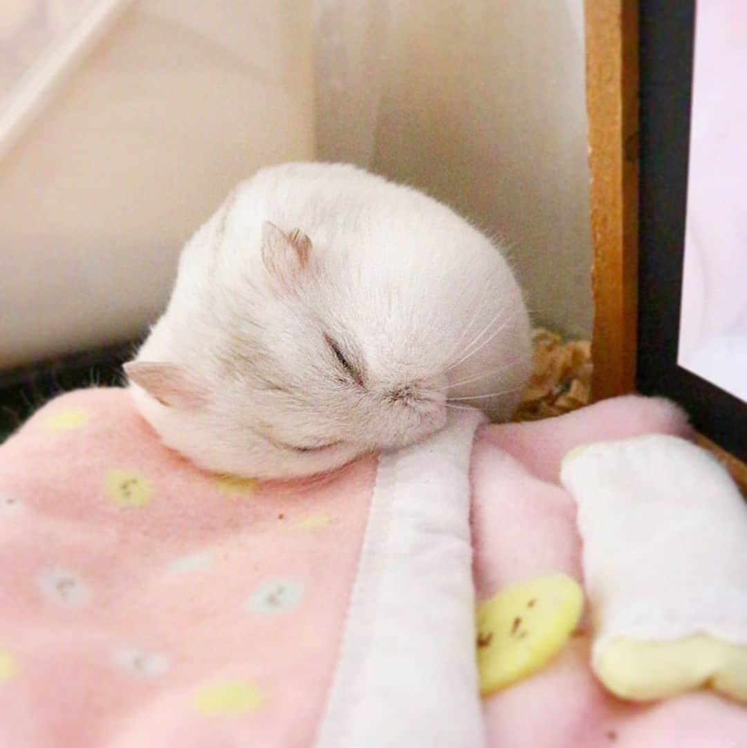 hamster_mocoのインスタグラム