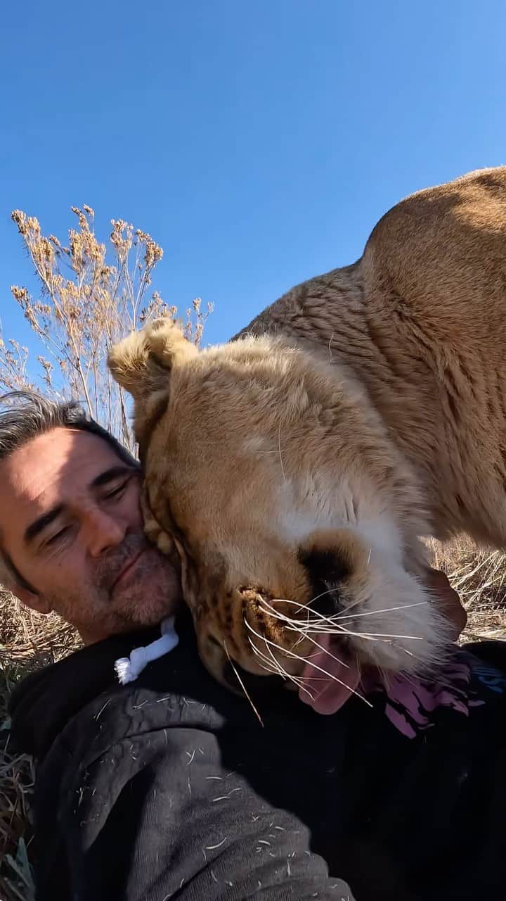 Kevin Richardson LionWhisperer のインスタグラム：「Two Decades Roaring Strong: Celebrating an unbreakable bond with Meg, the spirited lioness. Her playful spirit shines on despite her years. Alongside Icarus, starting a new chapter together. They have finally bonded properly! These things take time when you’re older! ♥️🌟🦁 #LionLove #MegAndIcarus」