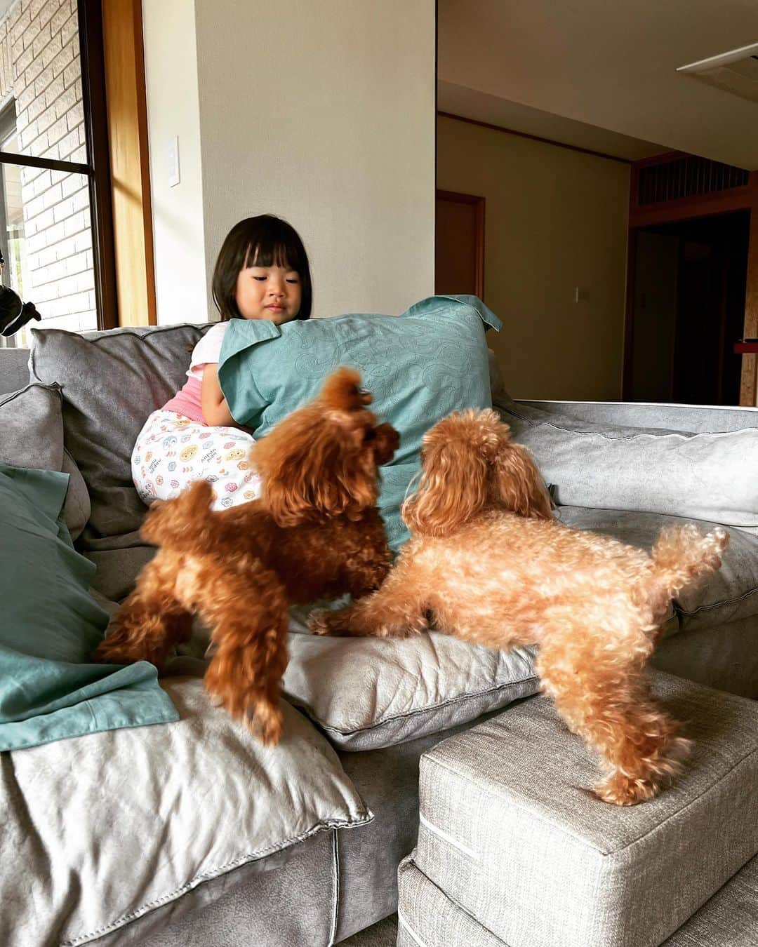 藤島妃呂子のインスタグラム：「朝から元気な3匹🌻  昨日会ってすぐはSakiちゃんが怖い〜って近づけなかったけど、すぐに仲良しになって追いかけ回してて、2匹とも怖がって逃げ回ってました😂  #姪っ子 #rorogigi」