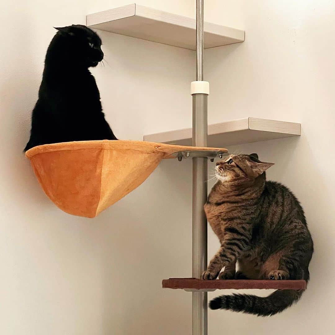 田中要次のインスタグラム：「まるで龍虎図 #猫Kumako #猫Sabi #Bo_nyans #猫のいる暮らし」