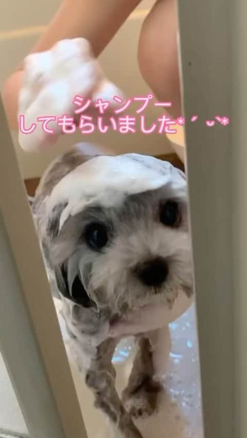 浦田麻緖のインスタグラム：「お風呂で🛀シャンプー🧴🧼してもらいましてん。 by鰻さん ここだけの話🤫♡ プルプルされるとびしょびしょになるので、麻緖は、パンツ一枚で鰻さんを洗っています🤣🤣🤣🤣🤣   #犬  #シャンプー #おうちでお風呂  #ポメプー  #鰻さん  #dogstagram」