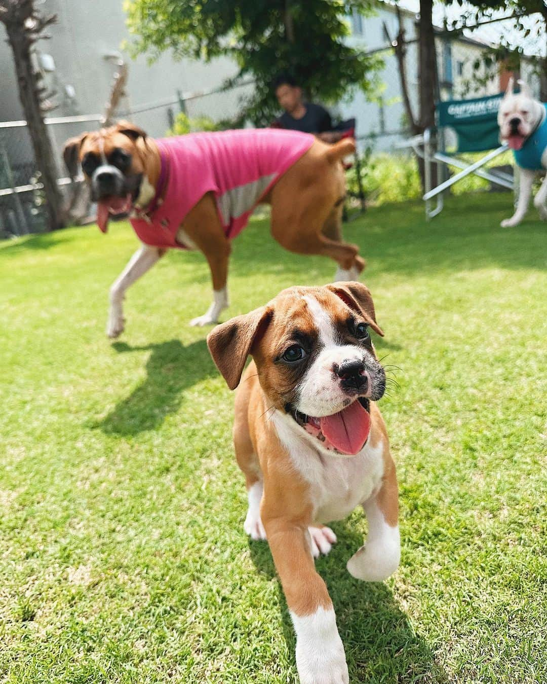 juntowaさんのインスタグラム写真 - (juntowaInstagram)「めかつぶ里帰り。子犬ちゃん達飼い主さん募集中だよ🙌#トリビュートボクサーズ#飼い主様募集中」8月16日 15時14分 - juntowa