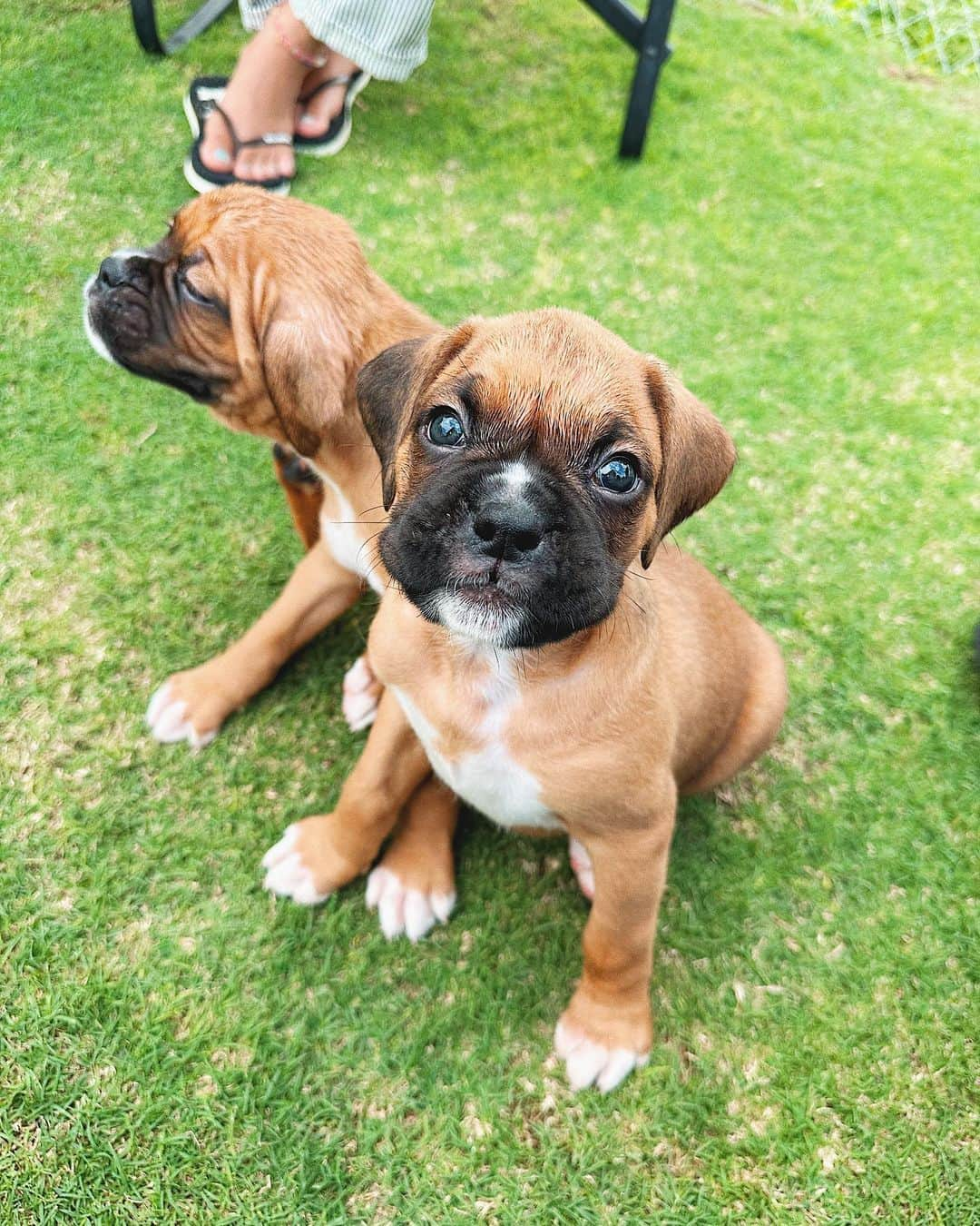 juntowaさんのインスタグラム写真 - (juntowaInstagram)「めかつぶ里帰り。子犬ちゃん達飼い主さん募集中だよ🙌#トリビュートボクサーズ#飼い主様募集中」8月16日 15時14分 - juntowa