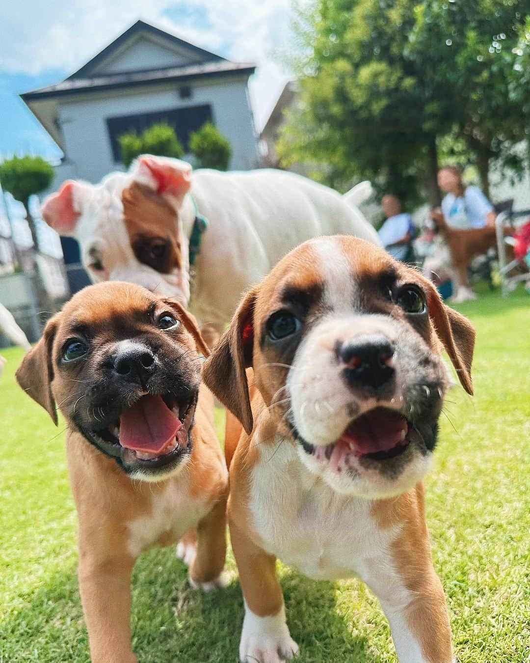 juntowaさんのインスタグラム写真 - (juntowaInstagram)「めかつぶ里帰り。子犬ちゃん達飼い主さん募集中だよ🙌#トリビュートボクサーズ#飼い主様募集中」8月16日 15時14分 - juntowa